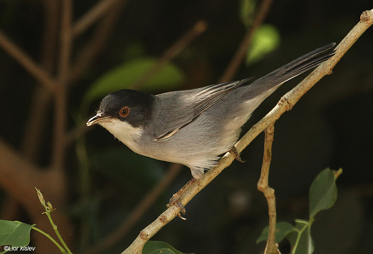    Sardinian Warbler  Sylvia melanocephala ,                                           Moshav Almagor , 11-09-10 Lior Kislev